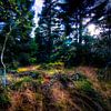 Bois des Hautes Fagnes sur Colin van der Bel