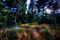 High Fens Woodland