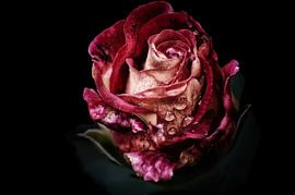 Vintage roos met waterparels van Marlika Art