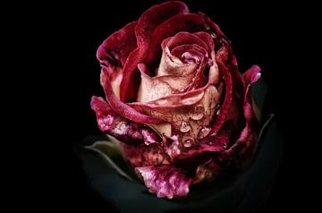 Vintage roos met waterparels van marlika art