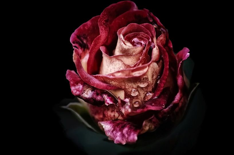 Vintage Rose mit Wasserperlen von Marlika Art