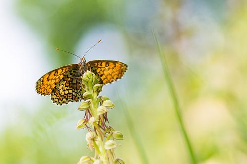 Velparelmoervlinder op poppenorchis
