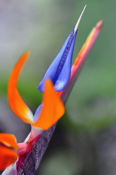 Paradiesvogelblume von Paula van der Horst