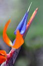 Paradiesvogelblume von Paula van der Horst Miniaturansicht