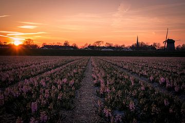 Hyacinten bij zonsondergang 2