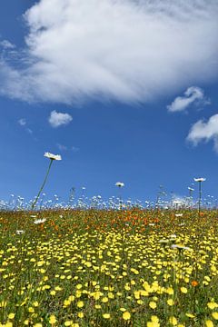 A field in bloom under a blue sky by Claude Laprise