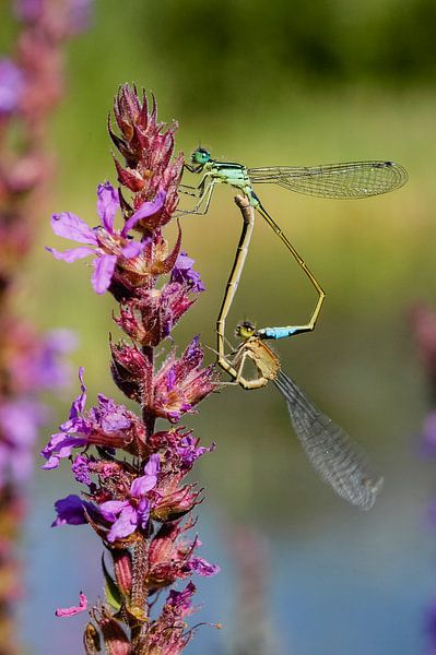 Libellules sur une fleur violette par Martin Stevens