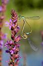 Libellen auf lila Blume von Martin Stevens Miniaturansicht