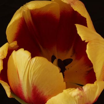 Geel/rode tulp van Sanne Willemsen