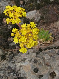 Vetplant met bloem
