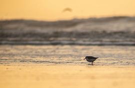Voedsel zoeken. van Corné Ouwehand