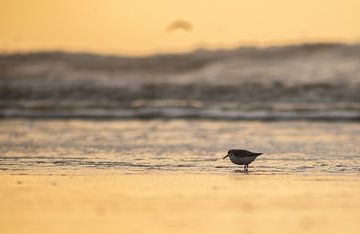 Food Search. by Corné Ouwehand