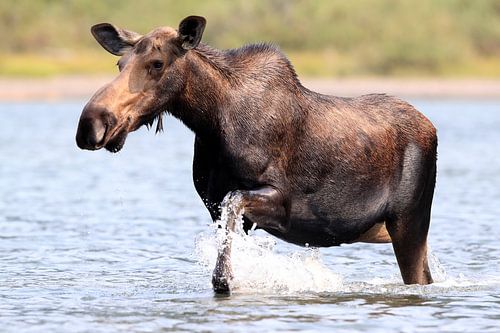 Eland voedt zich in vijver in Glacier Nationaal Park in Montana, USA