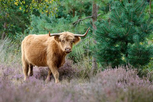 Schotse Hooglander tussen de  de paarse hei