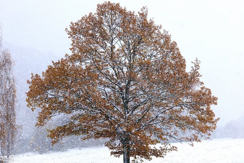 Schöner Winterwald von Thomas Jäger