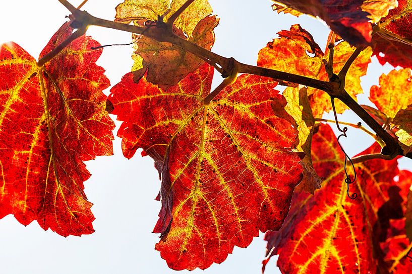 Feuilles d'automne par Thomas Heitz