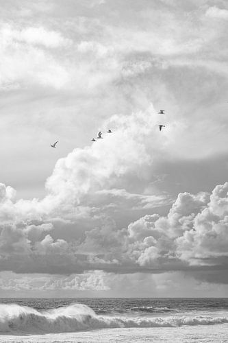 Meeuwen aan de Kust in Nazaré - Portugal Fotografie