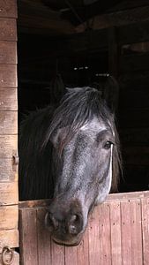 Grautier-Zugpferd im rustikalen Holzstall
