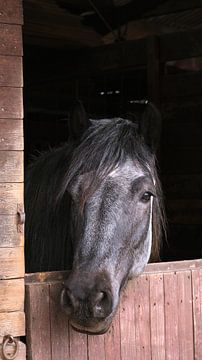 Grijs dier trekpaard in rustiek houten stal
