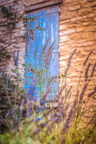 doorkijk met lavendel