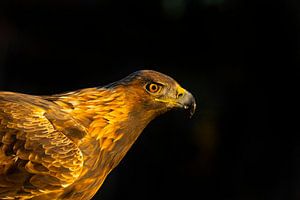 Steinadler (Aquila chrysaetos), Steinadler, Schweden.