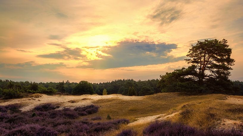 Sunset Drouwenerzand with flowering heather by R Smallenbroek