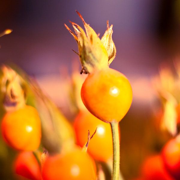 oranje rozenbottel by Karin Keesmaat Kijk-Kunst