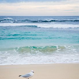 Une mouette sur une plage déserte sur Patrick Kilb