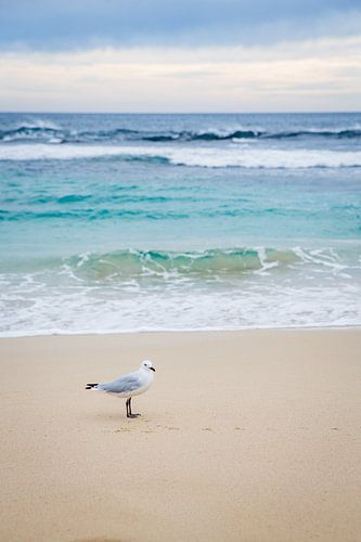 Une mouette sur une plage déserte