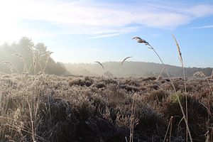 Koude ochtend in Schoorlse duinen von Kevin Ruhe