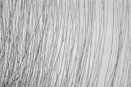 Reeds in a pond in winter by Ralf Gosch
