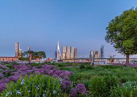 Rotterdam, Erasmus Bridge by Marco Kievit