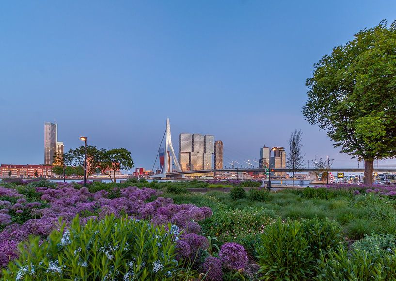 Rotterdam, Erasmus Bridge by Marco Kievit