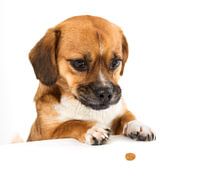 een schattig hondje die een brokje wil pakken