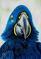 Parrot Drawing