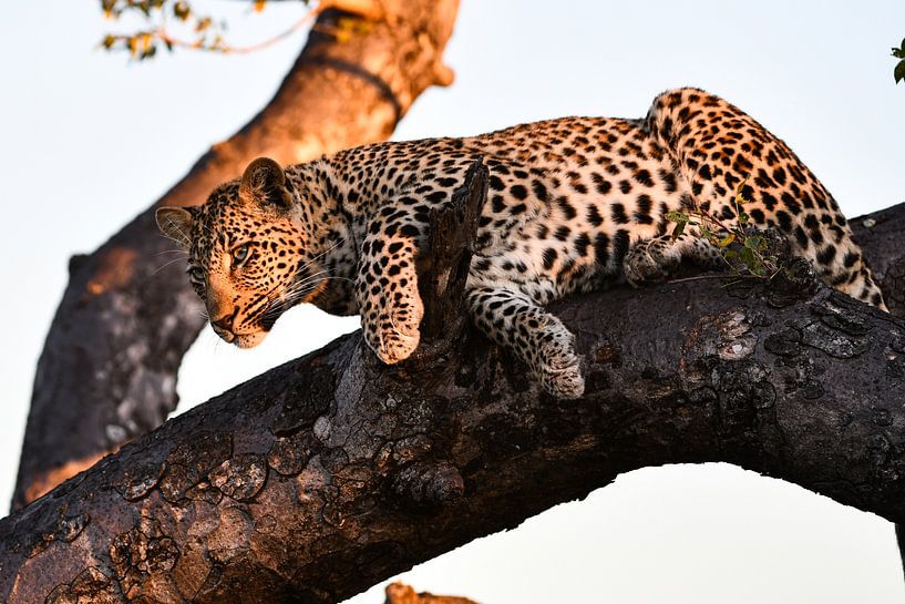 Léopard sur un arbre par Robert Styppa