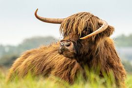Scottish Highlander at Lentevreugd by Bianca Onderweg