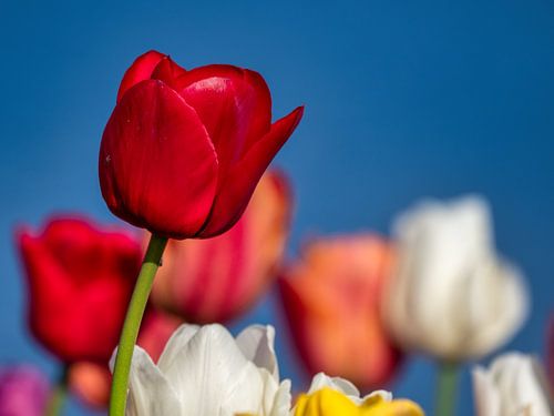 Red tulip - isolated but not alone