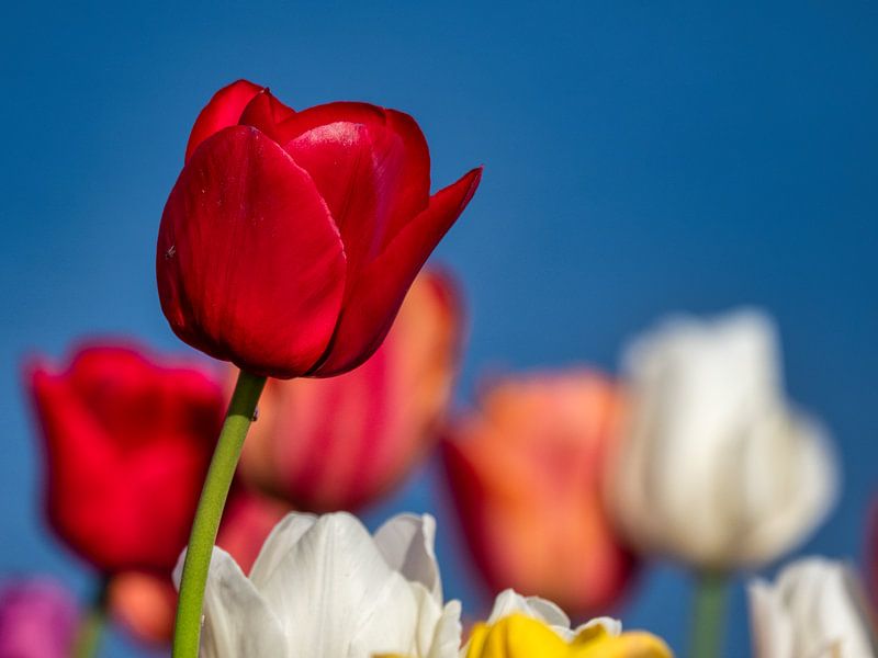 Rote Tulpe - isoliert, aber nicht allein von Beeld Creaties Ed Steenhoek | Fotografie und künstliche Bilder