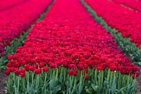 Rote Tulpen in Flevoland