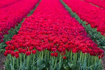 Een bollenveld met rode tulpen in Flevoland van Bianca Fortuin