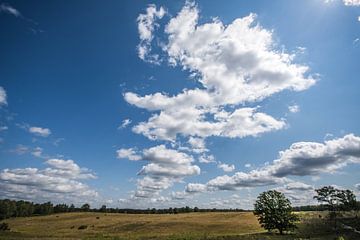 in the meadow by Bart Liesenborgs