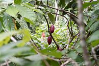 Cacaobonen aan Cacaoboom Costa Rica van Ohana thumbnail