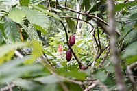 Kakaobohnen zum Kakaobaum Costa Rica