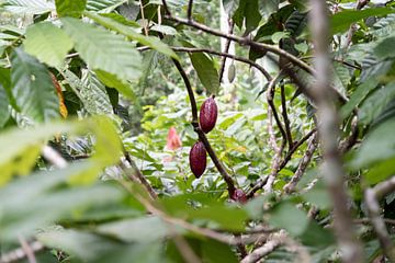 Cacaobonen aan Cacaoboom Costa Rica van Ohana