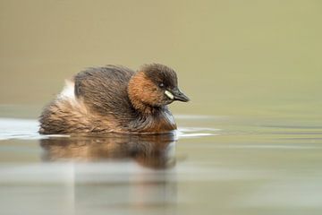 Little Grebe ( Tachybaptus ruficollis ), adult, swims close by, ruffling its feathers, cute little b van wunderbare Erde