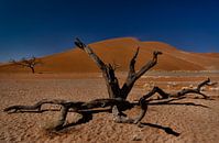 langs de weg in namibie2 van Ed Dorrestein thumbnail