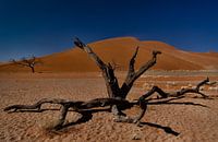 along the road in namibie2