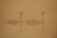 Donzy.com - Two adult swans in the fog in the morning.