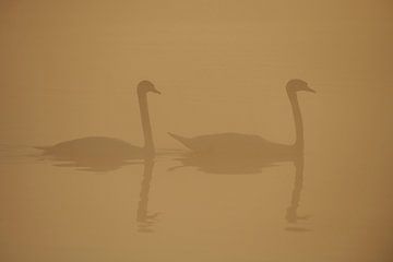 Donzy.com - Two adult swans in the fog in the morning. by Donzy.nl